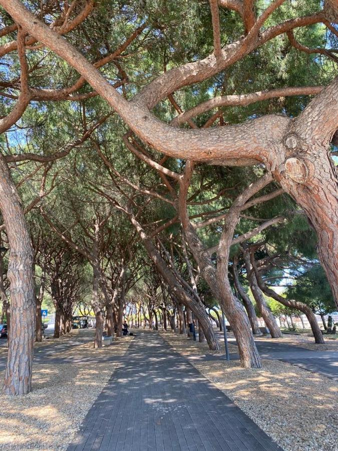 Villa Paolina Ceriale - App. 6 Posti 外观 照片