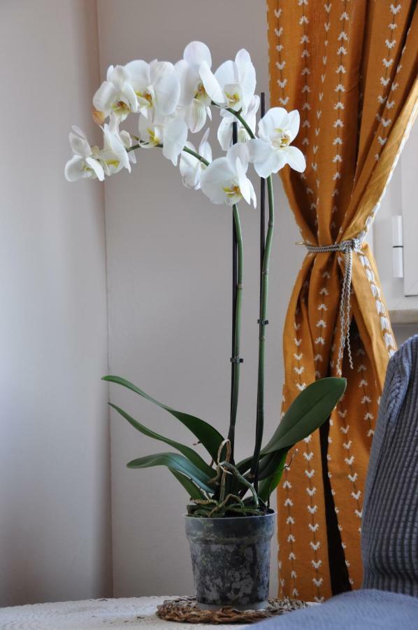 Villa Paolina Ceriale - App. 6 Posti 外观 照片